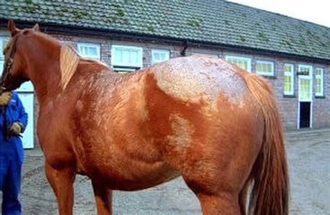How To Get Rid Of Treat Rain Rot Rain Scald In Horses Rain Rot How To Get Rid Of Treat Rain Rot Rain Scald In Horses Rain Rot