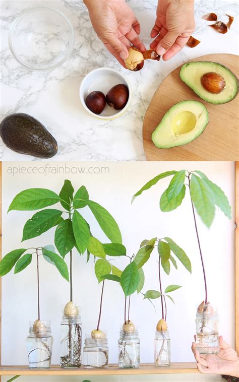 Grow Avocado From Seed