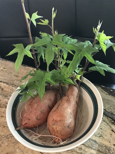 Grow Sweet Potato Plant
