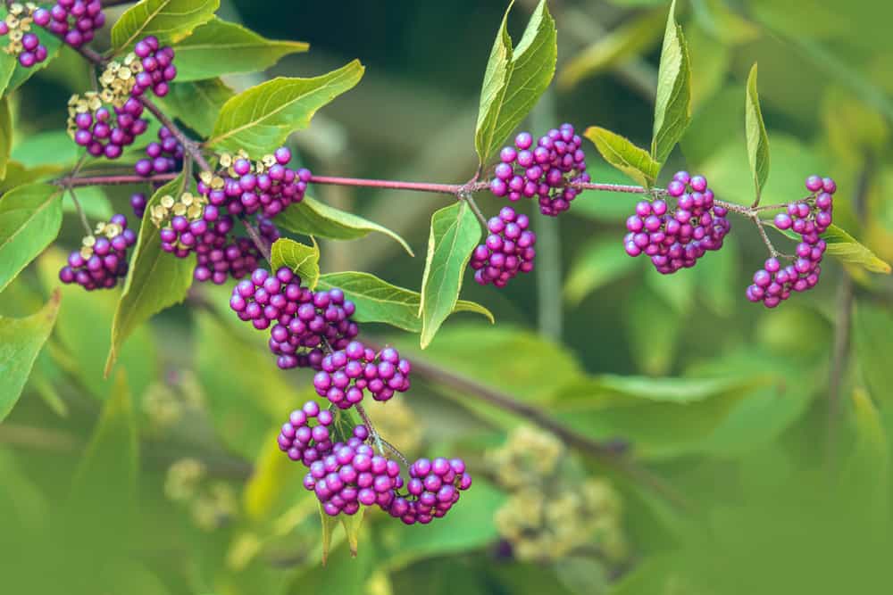 How To Grow And Care For Beautyberry Shrub