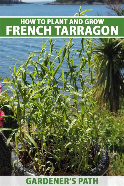 How To Grow And Care For French Tarragon Gardener S Path How To Grow And Care For French Tarragon Gardener S Path