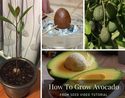 How To Grow Avocado Trees From Seed 3 Easy Methods Nordic Lavender