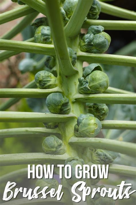 How To Grow Brussel Sprouts Complete Step By Step Guide