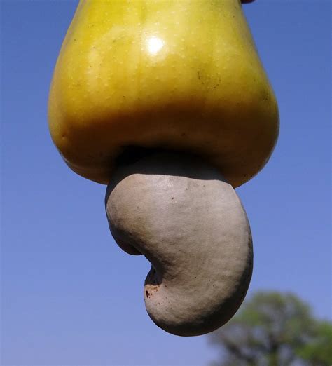 How To Grow Cashew Nuts Snackfirst