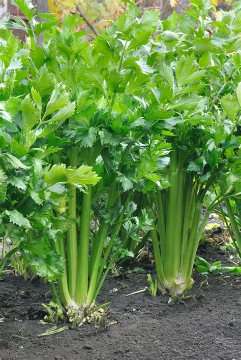 How To Grow Celery Better Homes And Gardens