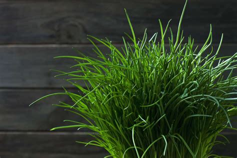 How To Grow Chives Indoors Or Outside According To Experts How To Grow Chives Indoors Or Outside According To Experts