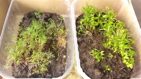 How To Grow Dill On A Balcony From Seeds For Beginners Step By Step