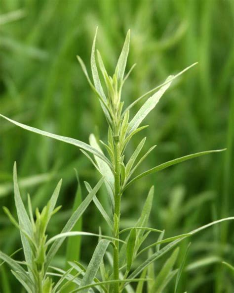 How To Grow French Tarragon In Your Garden Usu How To Grow French Tarragon In Your Garden Usu