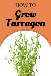 How To Grow French Tarragon Simple Steps For Thriving Herbs How To Grow French Tarragon Simple Steps For Thriving Herbs