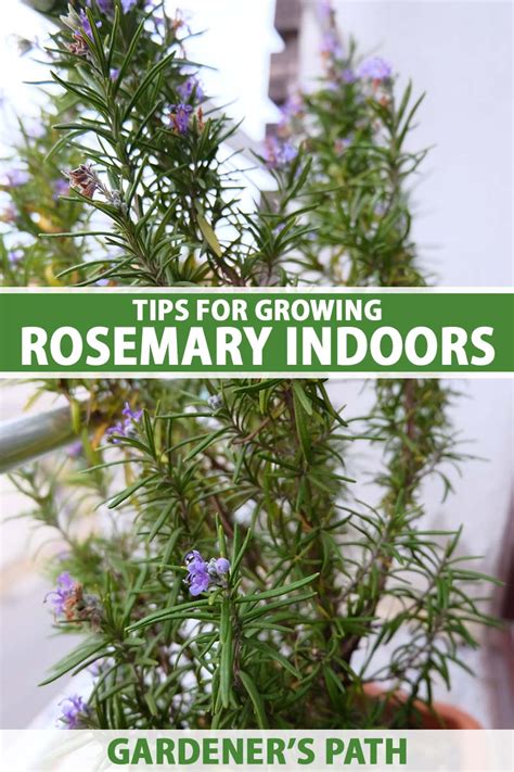 How To Grow Rosemary Indoors Gardener S Path