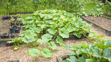 How to Grow Squash: Proven Tips for a Bountiful Harvest