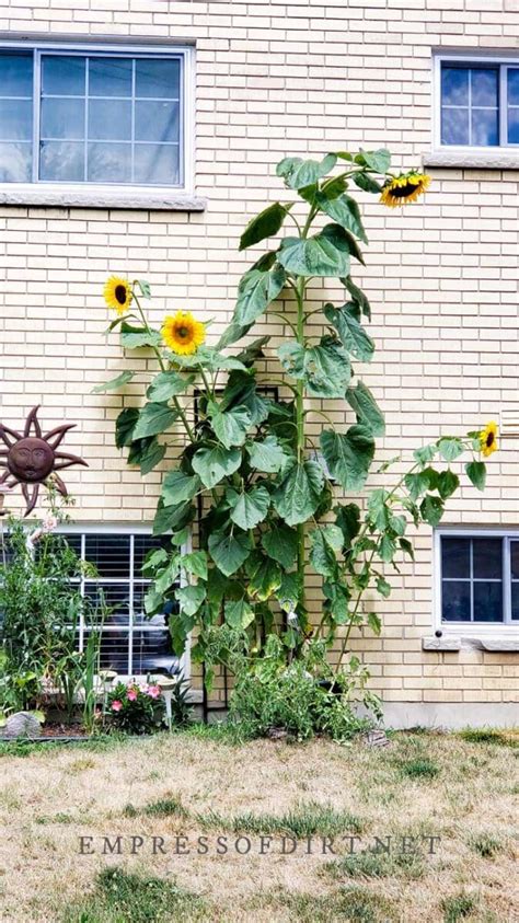 How To Grow Sunflowers Tips House How To Grow Sunflowers Tips House