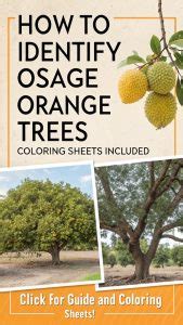 How To Identify Osage Orange Tree Up Gardening