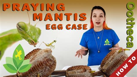 How To Keep And Hatch Praying Mantis Egg Cases Ootheca Youtube How To Keep And Hatch Praying Mantis Egg Cases Ootheca Youtube