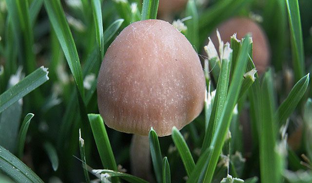 How To Measure Your Lawn For Sod Green Valley Turf Residential