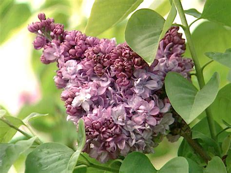 How To Plant And Care For Lilacs Hgtv How To Plant And Care For Lilacs Hgtv