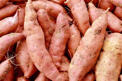 How To Plant And Grow Sweet Potatoes Hgtv