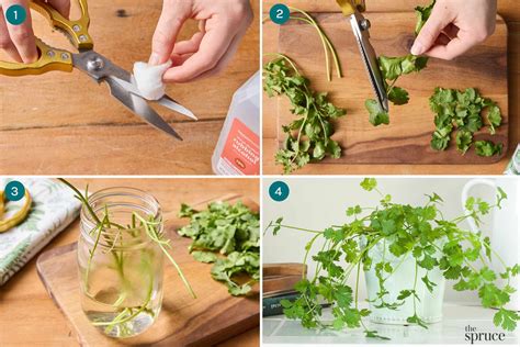 How To Propagate Cilantro Stem Cuttings In Water
