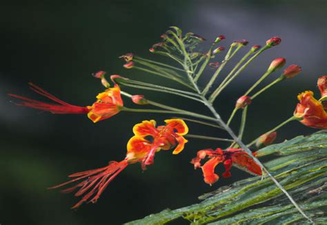 How To Prune Mexican Bird Of Paradise Allotinabox