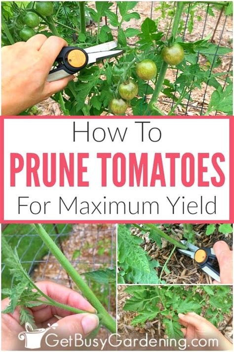 How To Prune Tomatoes For Maximum Yield Growing Vegetables Tomato