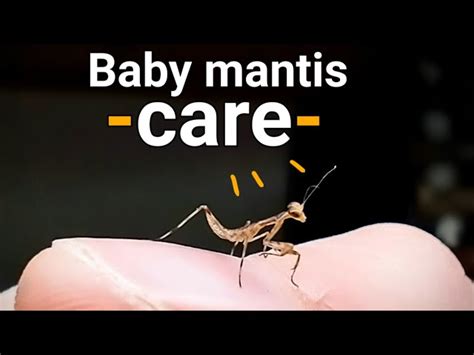 How To Raise Baby Praying Mantis 6 Steps Instructables