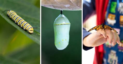 How To Raise Caterpillars To Butterflies Connecting With Littles