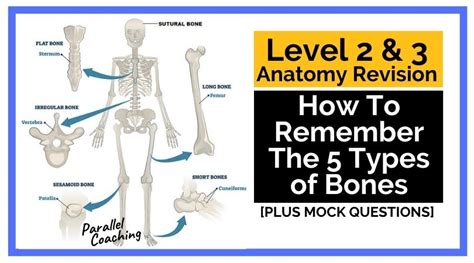 How To Remember The 5 Types Of Bones Acronym For Anatomy Exam