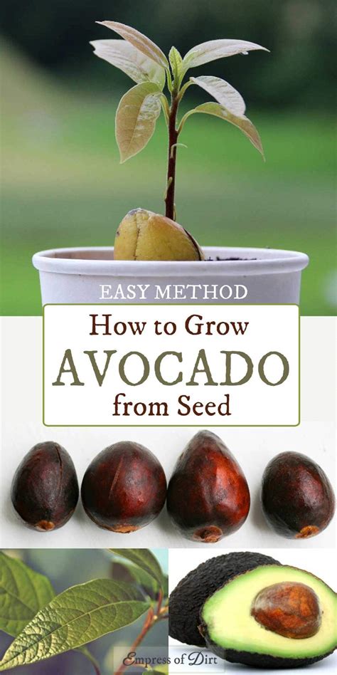 How To Sprout Avocado Seed Bought From Grocery Store Easy Method To