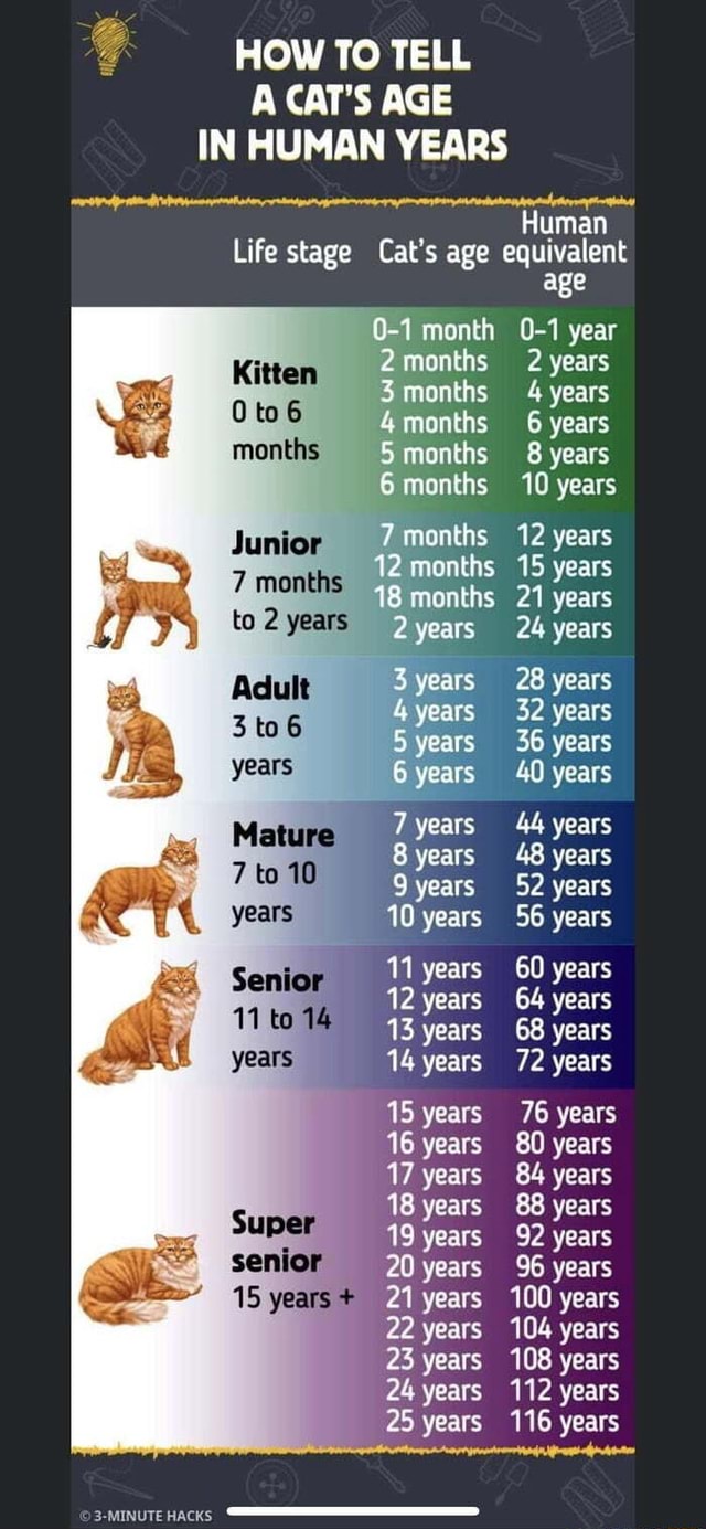 How To Tell Age In Human Years Human Life Stage Cat S Age Equivalent