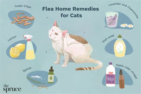 How To Treat Cat Flea Bites At Janice Cole Blog