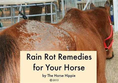 How To Treat Rain Rot In Horses Fast Your Step By Step Guide How To Treat Rain Rot In Horses Fast Your Step By Step Guide