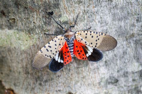 How You Can Help Stop Invasive Spotted Lanternflies Scientific American How You Can Help Stop Invasive Spotted Lanternflies Scientific American
