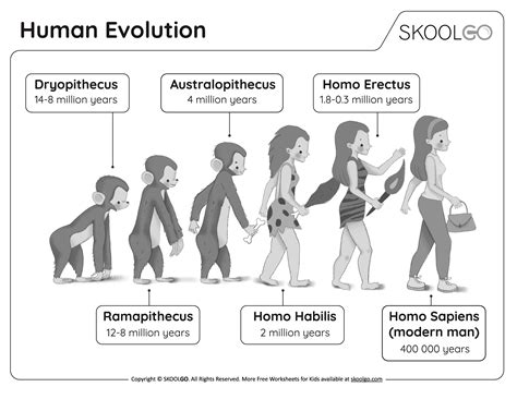 Human Evolution Chart For Kids