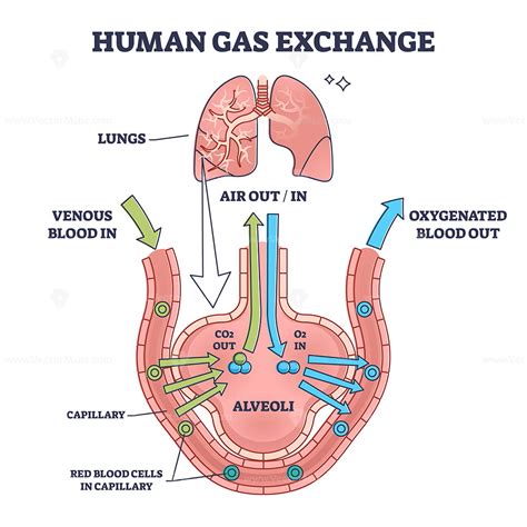Human Gas Exchange Process With Oxygen Cycle Explanation Outline Human Gas Exchange Process With Oxygen Cycle Explanation Outline