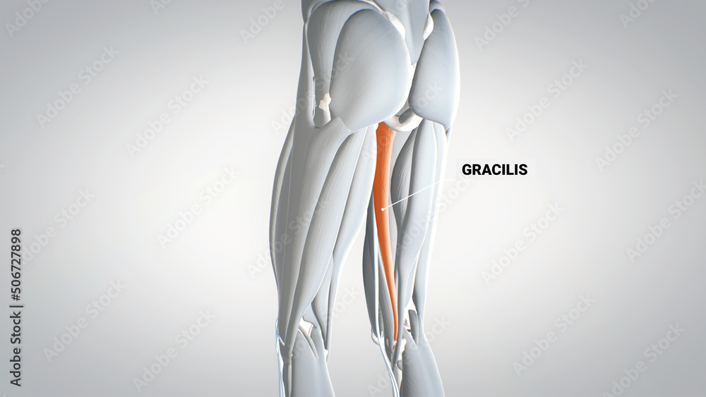 Human Leg An Introduction To The Gracilis Muscle