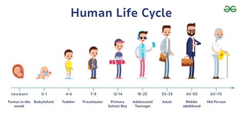 Human Life Cycle 7 Stages Characteristic Features Geeksforgeeks
