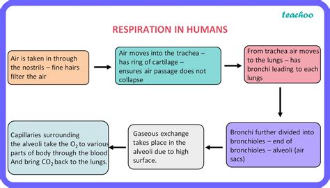 Human Respiratory System Diagram Flow Chart Teachoo Human Respiratory System Diagram Flow Chart Teachoo