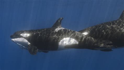 Hunting The World S Largest Fish Is No Problem For Killer Whales Npr