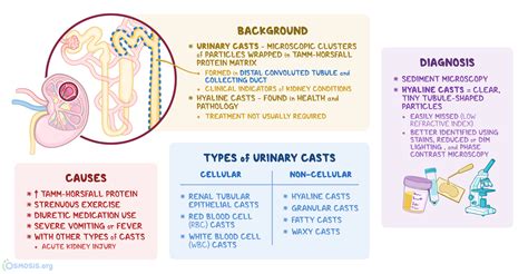 Hyaline Casts What Are They Causes Diagnosis Treatment And More