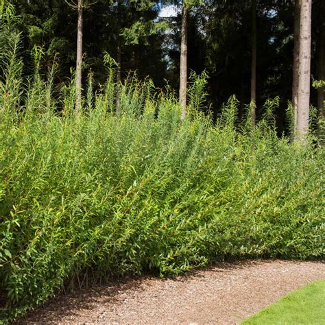 Hybrid Willow: The Ultimate Guide to Sustainable Landscaping and Eco-Friendly Solutions