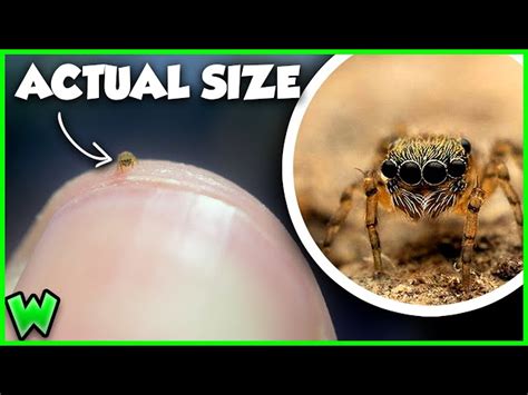 I Bought The World S Smallest Spider I Bought The World S Smallest Spider