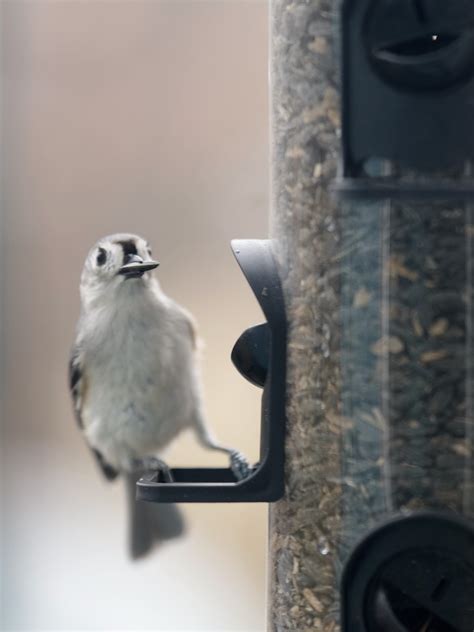 I M Going To Name Him Atticus Finch Even Though He S Wasn T A Finch He Is Now Bedlam Farm