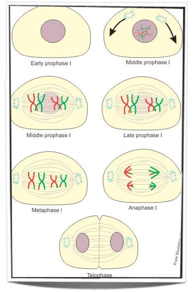 Ib Biology Notes 10 1 Meiosis Ib Biology Notes 10 1 Meiosis