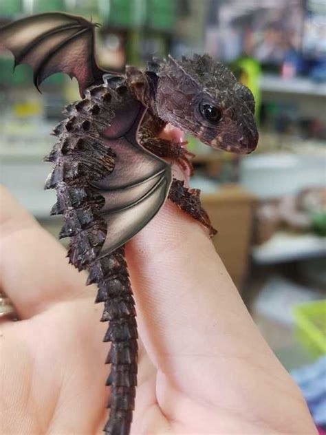 If Dragons Were Real R Aww