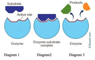 Enzyme Addition Boosts Reaction Rate