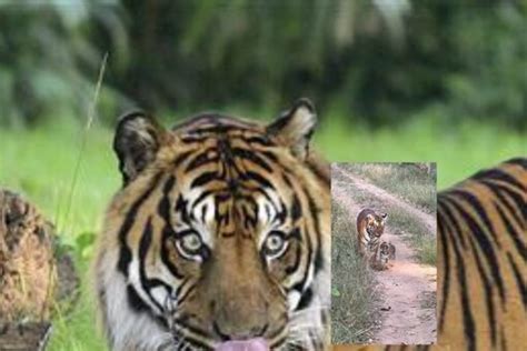 Ifs Officer Shares Video Of Tigress And Her Cub Bonding While Taking A