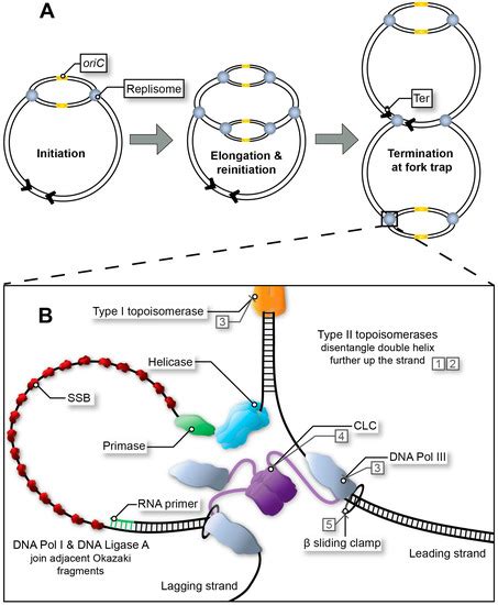 Ijms Free Full Text Inhibition Of Replication Fork Formation And Ijms Free Full Text Inhibition Of Replication Fork Formation And