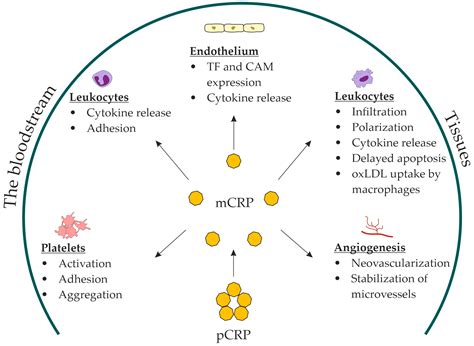 Ijms Free Full Text Monomeric C Reactive Protein In Atherosclerotic Ijms Free Full Text Monomeric C Reactive Protein In Atherosclerotic