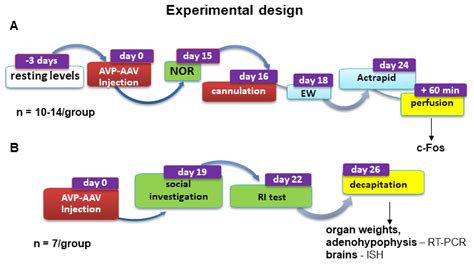 Ijms Free Full Text Rescue Of Vasopressin Synthesis In