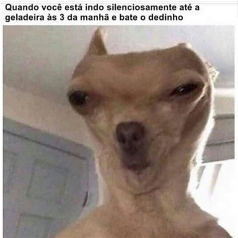 Images Em 2025 Fotos De Animais Engra Ados Animais De Estima O